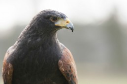 eagle close-up